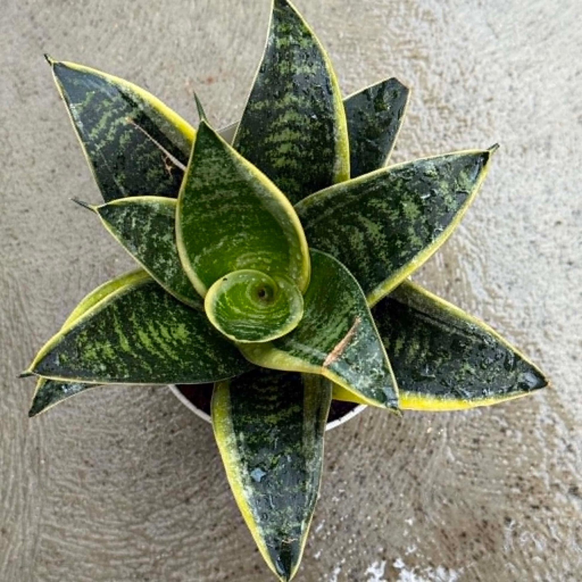DesertScapeSucculent House Plant 4 Inch Sansevieria hahnii 'Ocean Star'