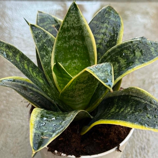 DesertScapeSucculent House Plant 4 Inch Sansevieria hahnii 'Ocean Star'