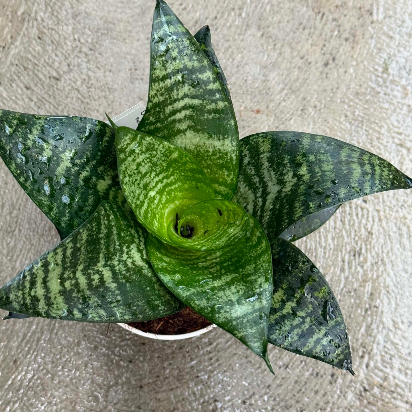 DesertScapeSucculent House Plant Sansevieria Hahnii ‘Star Series’