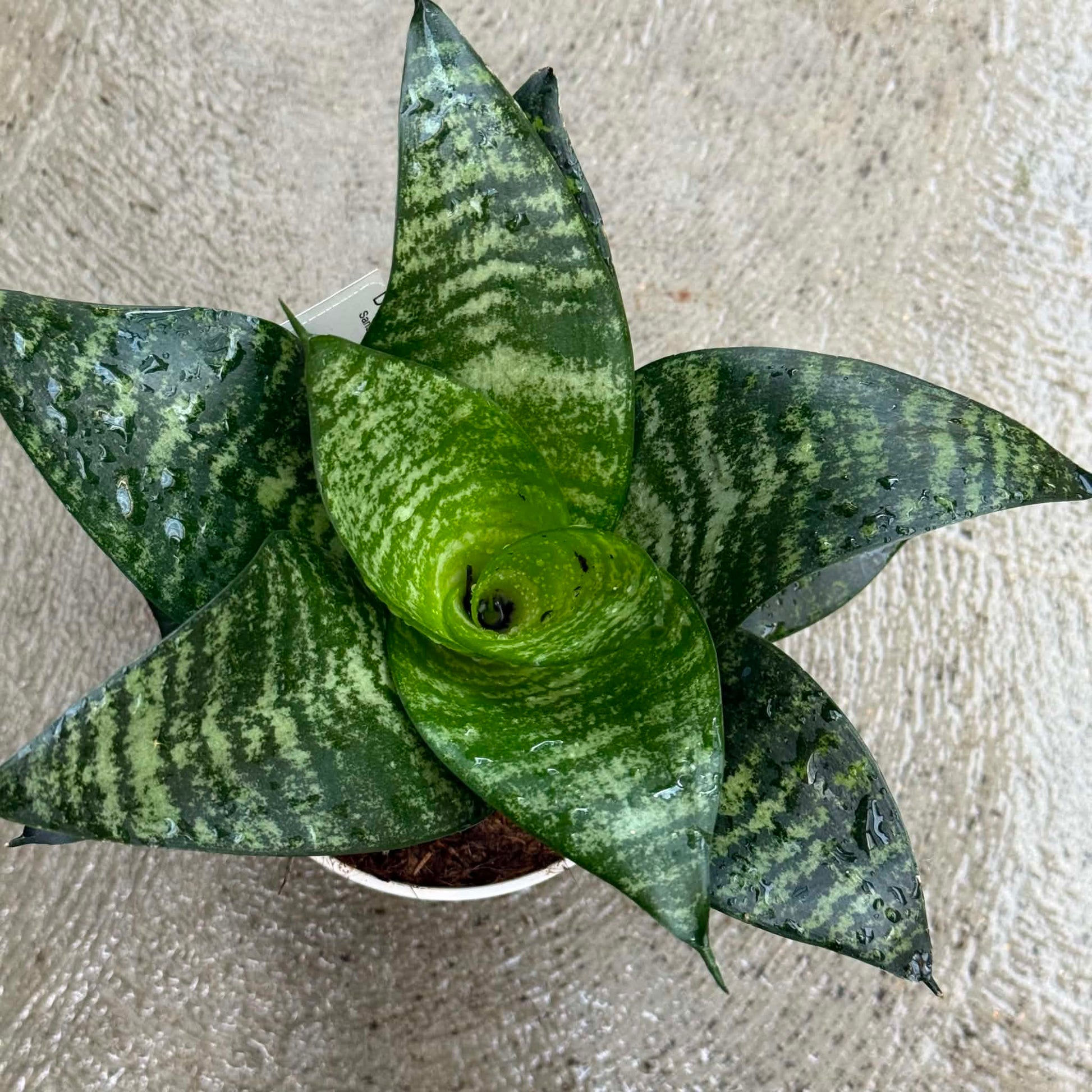 DesertScapeSucculent House Plant Sansevieria Hahnii ‘Star Series’