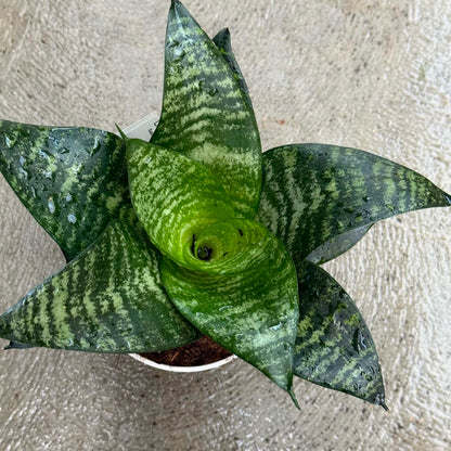 DesertScapeSucculent House Plant Sansevieria Hahnii ‘Star Series’