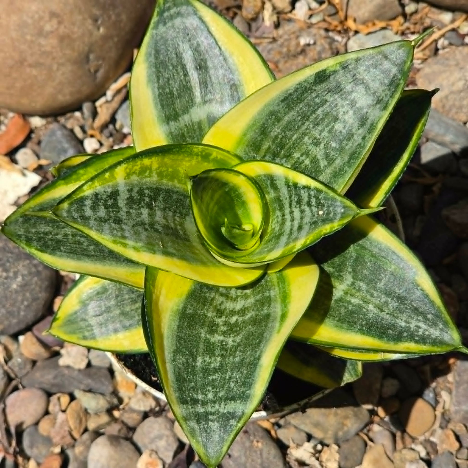 DesertScapeSucculent House Plant Sansevieria Hahnii ‘Star Series’
