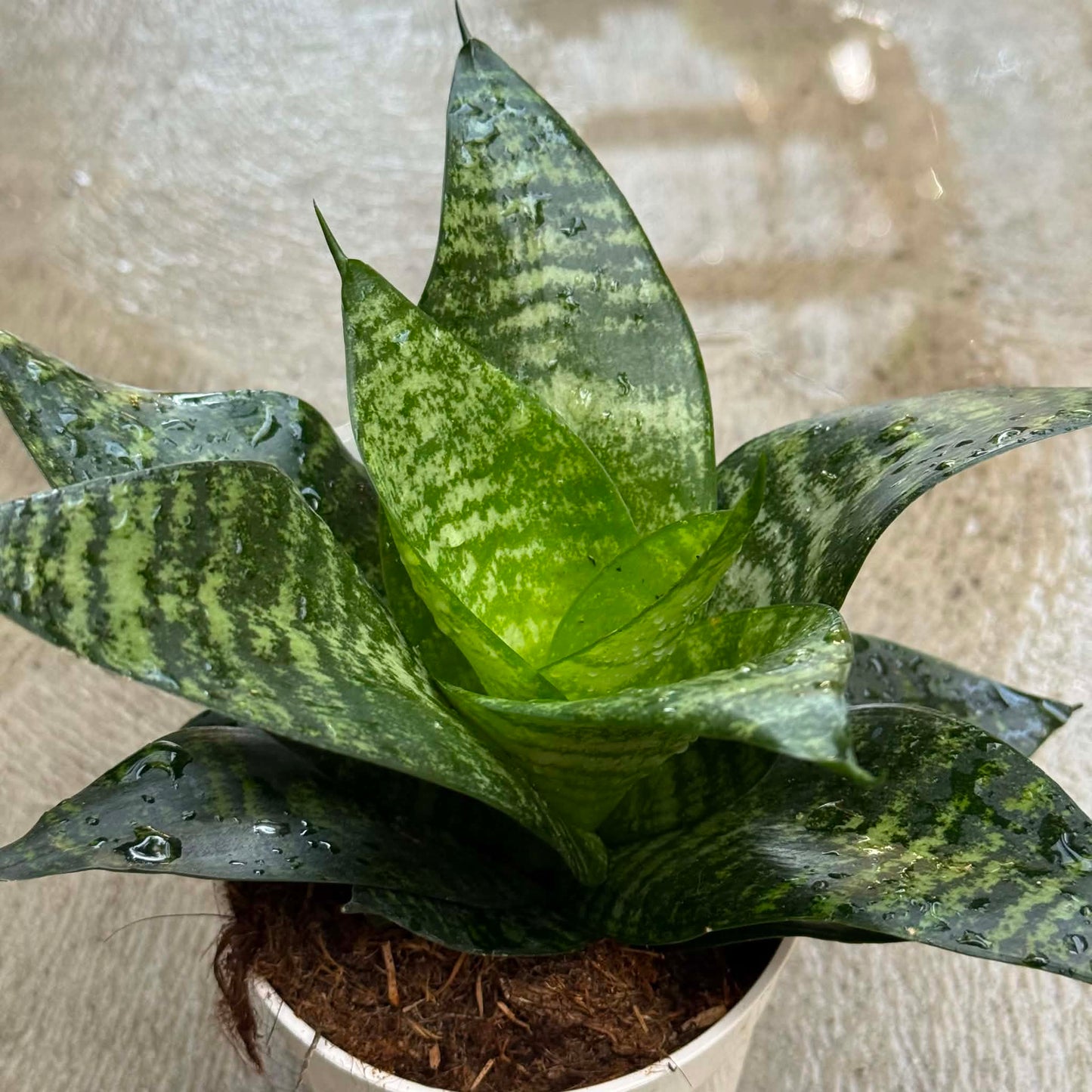 DesertScapeSucculent House Plant 4 Inch ‘Forest Star’ Sansevieria Hahnii ‘Star Series’