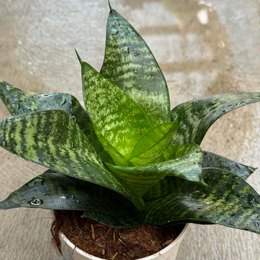 DesertScapeSucculent House Plant 4 Inch ‘Forest Star’ Sansevieria Hahnii ‘Star Series’