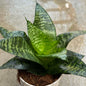 DesertScapeSucculent House Plant 4 Inch ‘Forest Star’ Sansevieria Hahnii ‘Star Series’