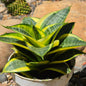 DesertScapeSucculent House Plant 4 Inch ‘Gold Star’ Sansevieria Hahnii ‘Star Series’