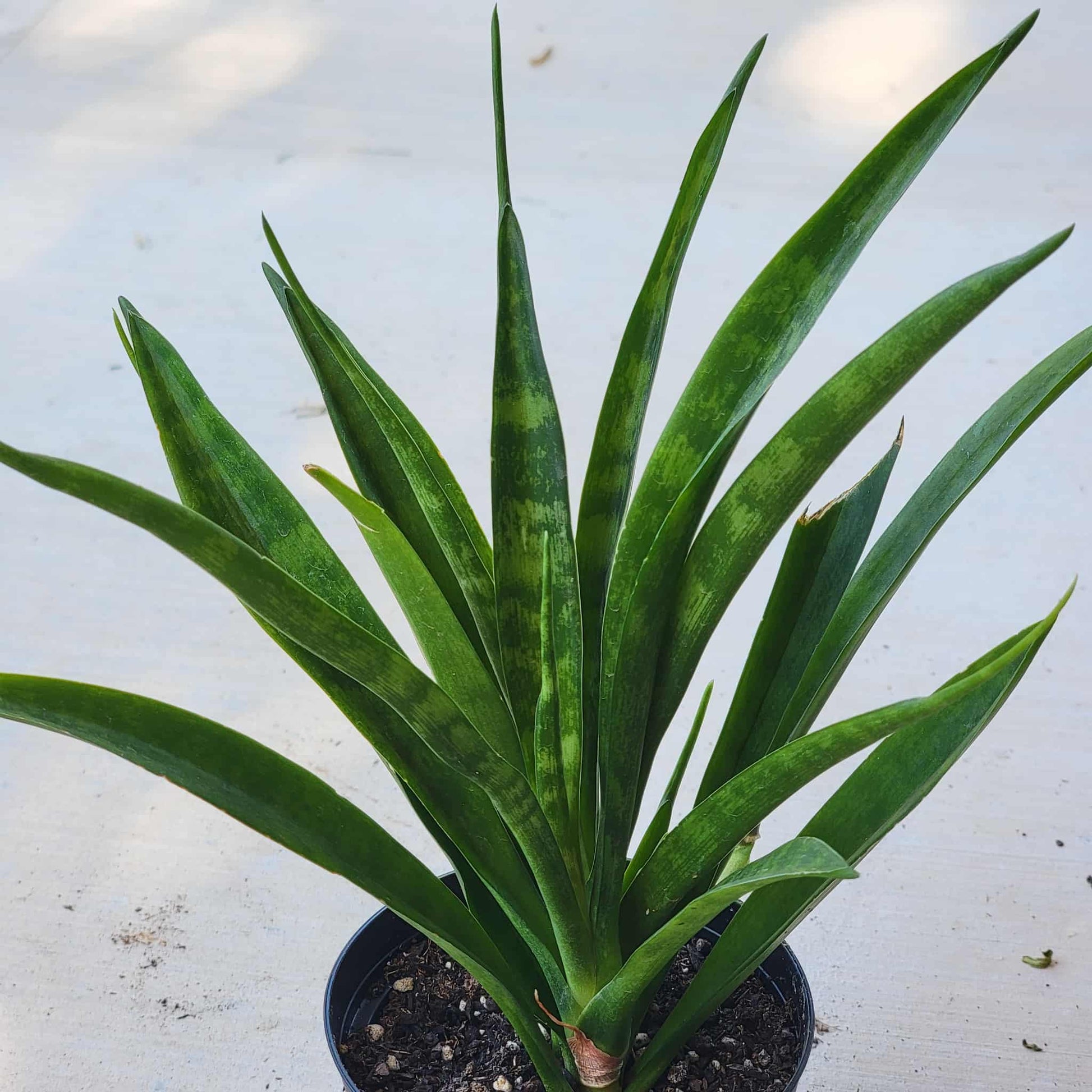 Sansevieria parva 'Kenya Hyacinth' - 4 Inch Assorted - House Plant - DesertScapeSucculent