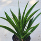 Sansevieria parva 'Kenya Hyacinth' - 4 Inch Assorted - House Plant - DesertScapeSucculent