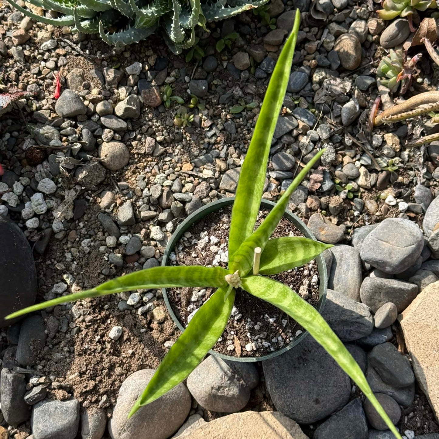 DesertScapeSucculent House Plant 4 Inch Assorted Sansevieria parva 'Kenya Hyacinth'