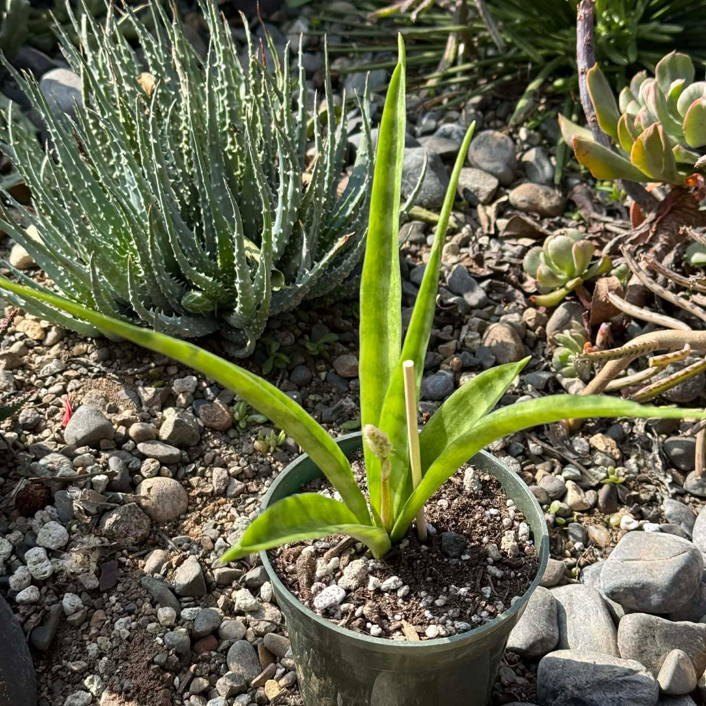 DesertScapeSucculent House Plant 4 Inch Assorted Sansevieria parva 'Kenya Hyacinth'