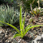 DesertScapeSucculent House Plant 4 Inch Assorted Sansevieria parva 'Kenya Hyacinth'