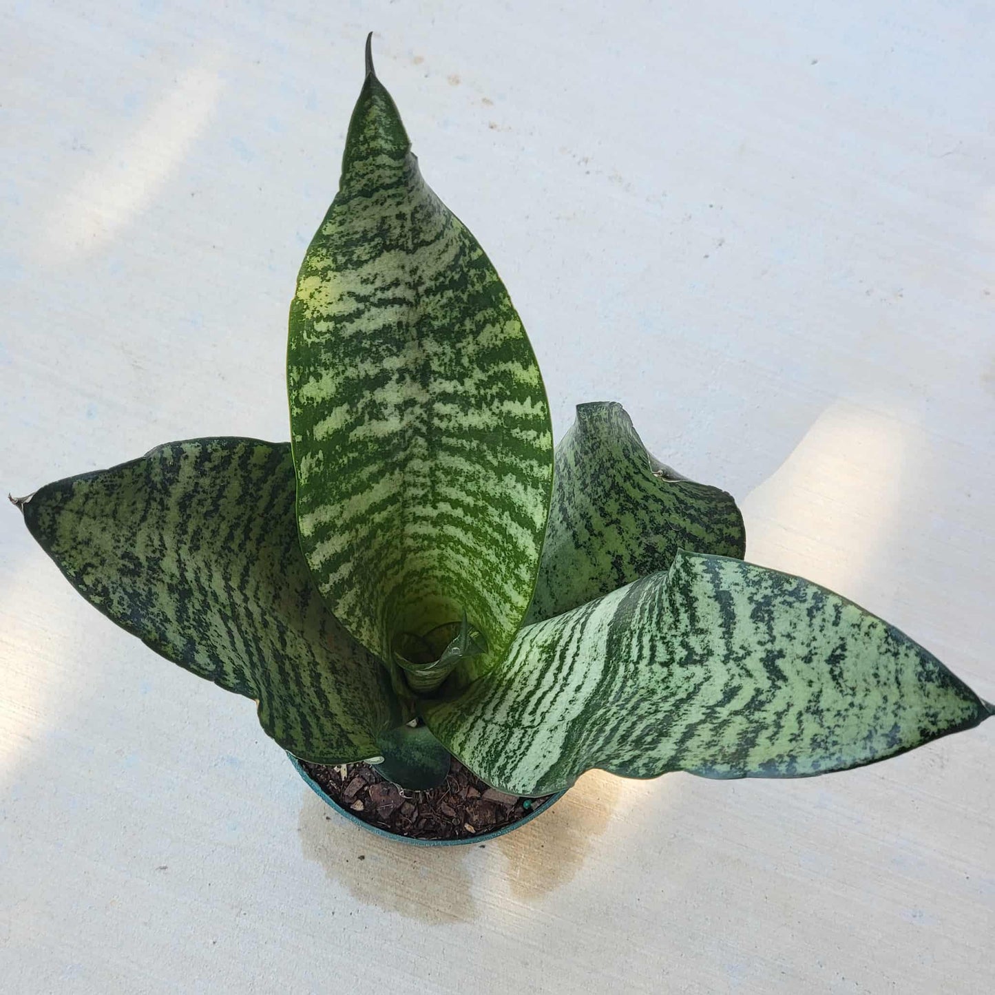 Sansevieria robusta - 4 Inch Assorted - House Plant - DesertScapeSucculent