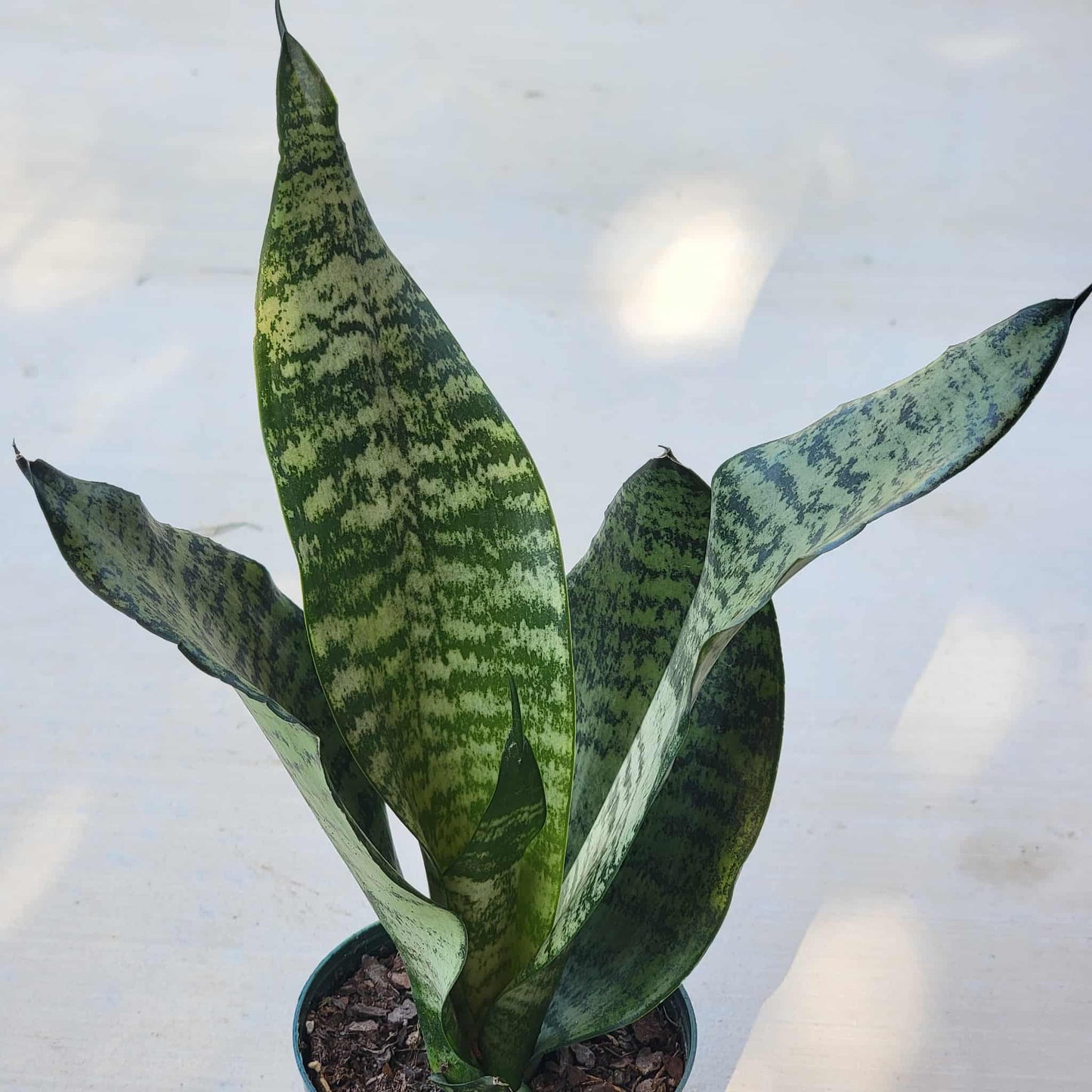 Sansevieria robusta - 4 Inch Assorted - House Plant - DesertScapeSucculent