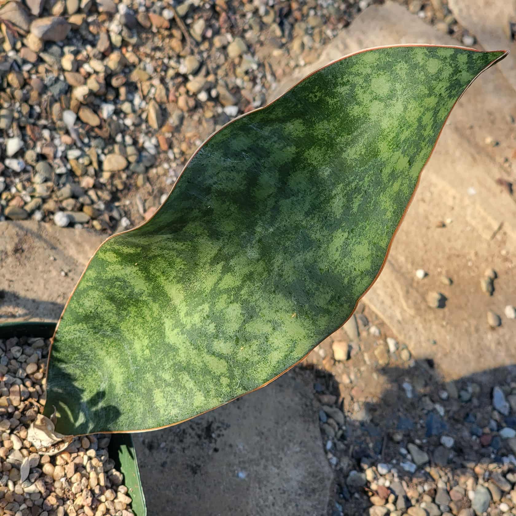 Sansevieria 'Shark Fin' 'Whale Fin' Snake Plant - 4 Inch - House Plant - DesertScapeSucculent
