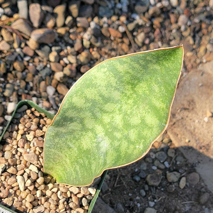 Sansevieria 'Shark Fin' 'Whale Fin' Snake Plant - 4 Inch - House Plant - DesertScapeSucculent