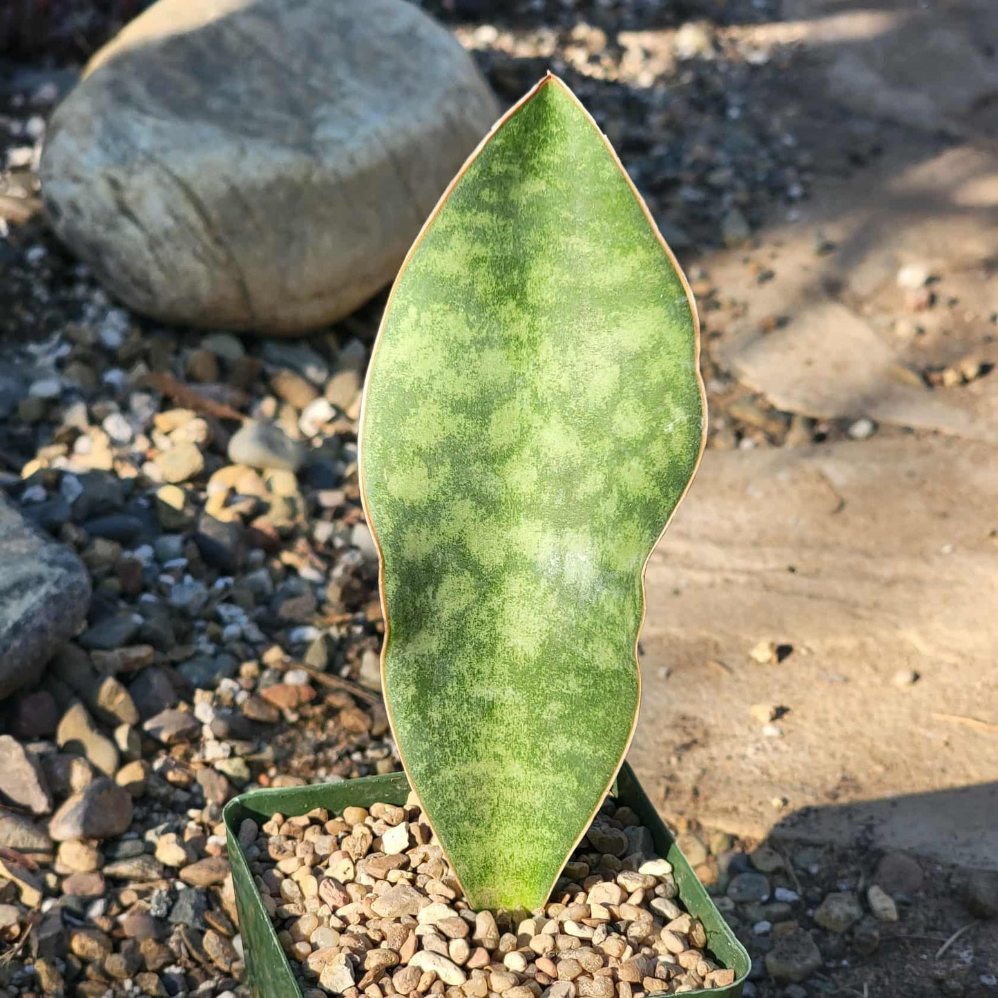Sansevieria 'Shark Fin' 'Whale Fin' Snake Plant - 4 Inch - House Plant - DesertScapeSucculent