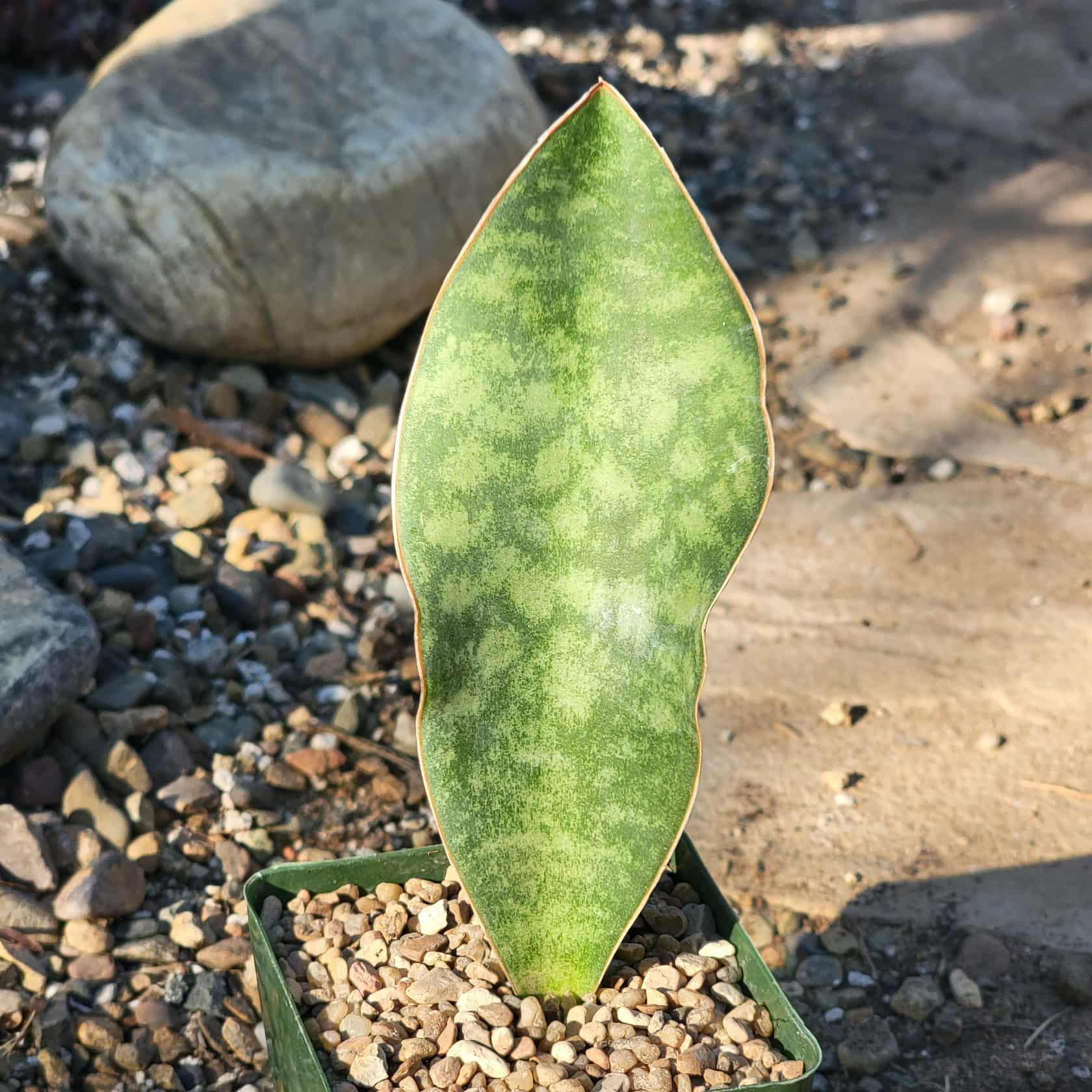 Sansevieria 'Shark Fin' 'Whale Fin' Snake Plant - 4 Inch - House Plant - DesertScapeSucculent