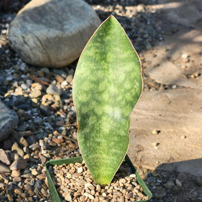 Sansevieria 'Shark Fin' 'Whale Fin' Snake Plant - 4 Inch - House Plant - DesertScapeSucculent