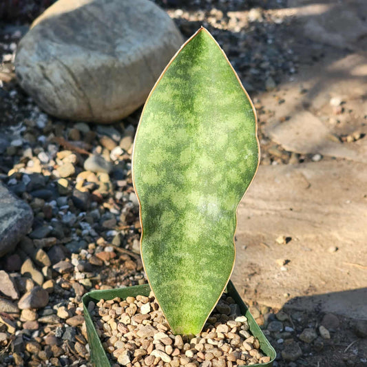 Sansevieria 'Shark Fin' 'Whale Fin' Snake Plant - 4 Inch - House Plant - DesertScapeSucculent