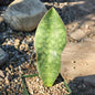 Sansevieria 'Shark Fin' 'Whale Fin' Snake Plant - 4 Inch - House Plant - DesertScapeSucculent
