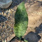 Sansevieria 'Shark Fin' 'Whale Fin' Snake Plant - 5 Inch - House Plant - DesertScapeSucculent