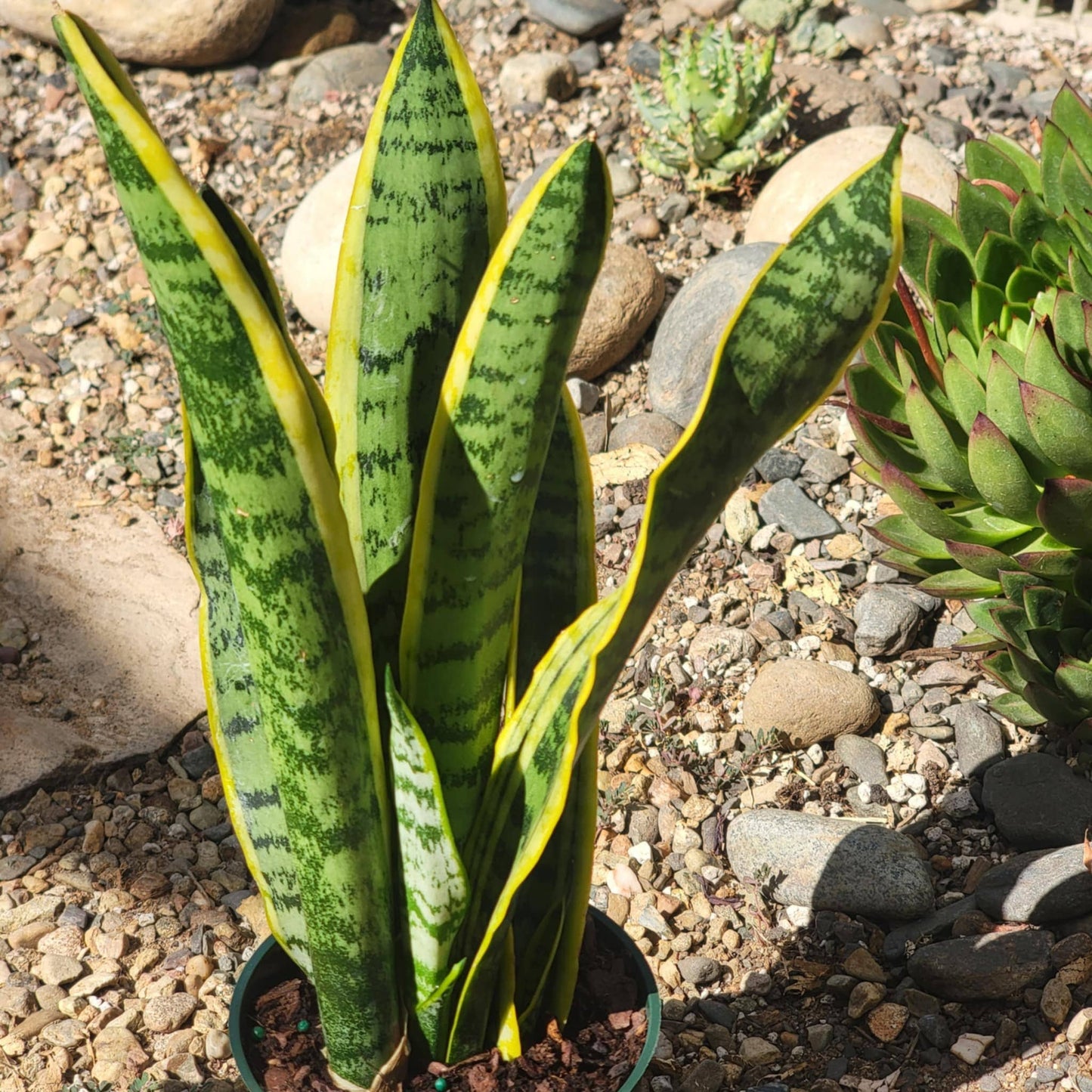 Sansevieria Snake Plant 'Laurentii' - 6 Inch Assorted - House Plant - DesertScapeSucculent