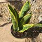 Sansevieria Snake Plant 'Laurentii' - 4 Inch Multi Assorted - House Plant - DesertScapeSucculent