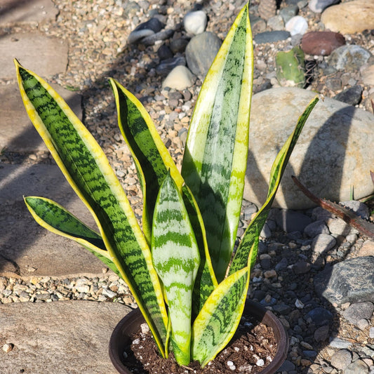 DesertScapeSucculent House Plant 6" Assorted Sansevieria Snake Plant 'Laurentii' Multi