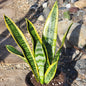 Sansevieria Snake Plant 'Laurentii' - 6 Inch Assorted - House Plant - DesertScapeSucculent
