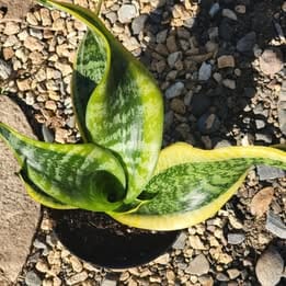 DesertScapeSucculent House Plant Sansevieria 'Twist' Snake Plant