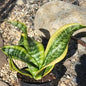 DesertScapeSucculent House Plant Sansevieria 'Twist' Snake Plant