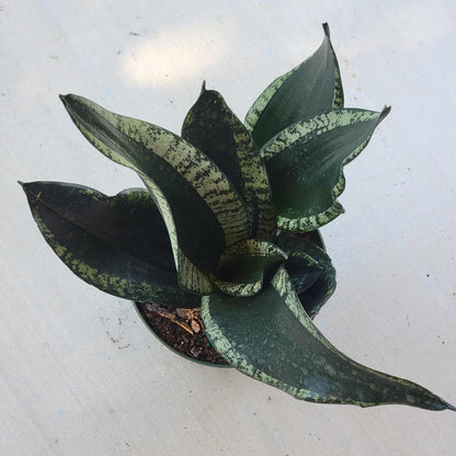 Sansevieria 'Whitney' - 6 Inch Assorted - House Plant - DesertScapeSucculent