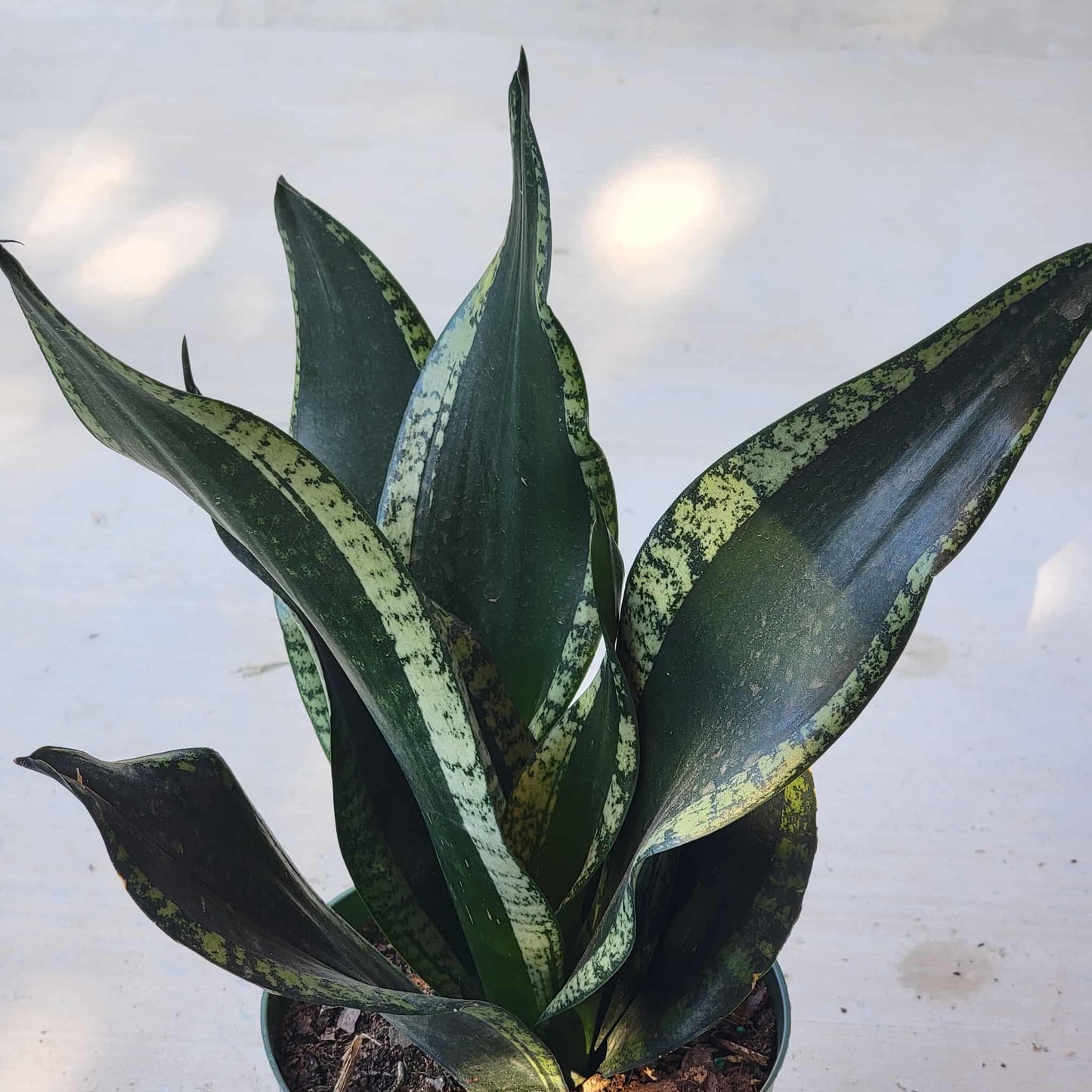 Sansevieria 'Whitney' - 6 Inch Assorted - House Plant - DesertScapeSucculent