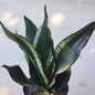Sansevieria 'Whitney' - 6 Inch Assorted - House Plant - DesertScapeSucculent