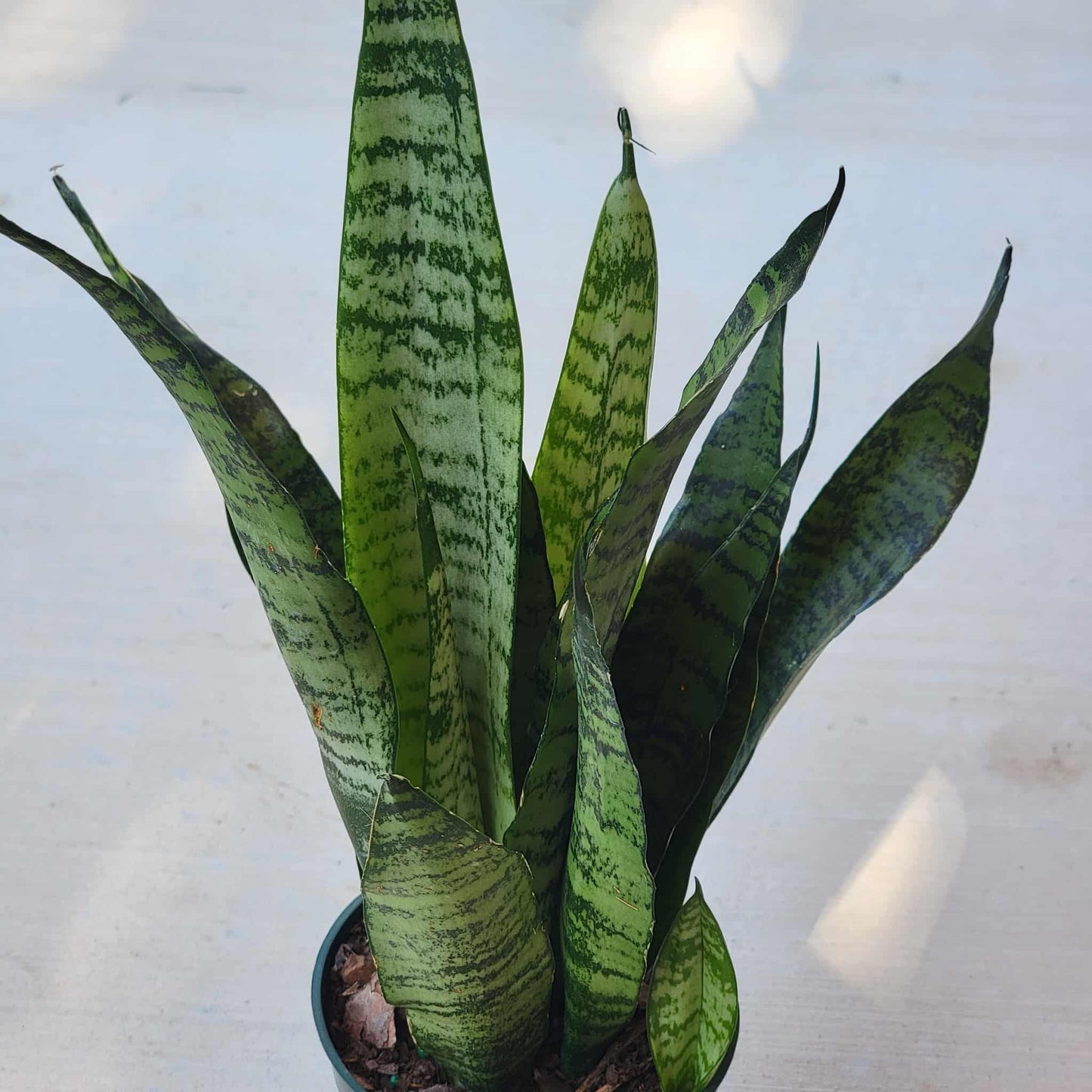 Sansevieria zeylanica 'Ceylon Bowstring Hemp' - 6 Inch Assorted - House Plant - DesertScapeSucculent