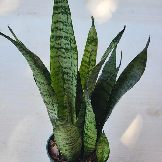 Sansevieria zeylanica 'Ceylon Bowstring Hemp' - 6 Inch Assorted - House Plant - DesertScapeSucculent