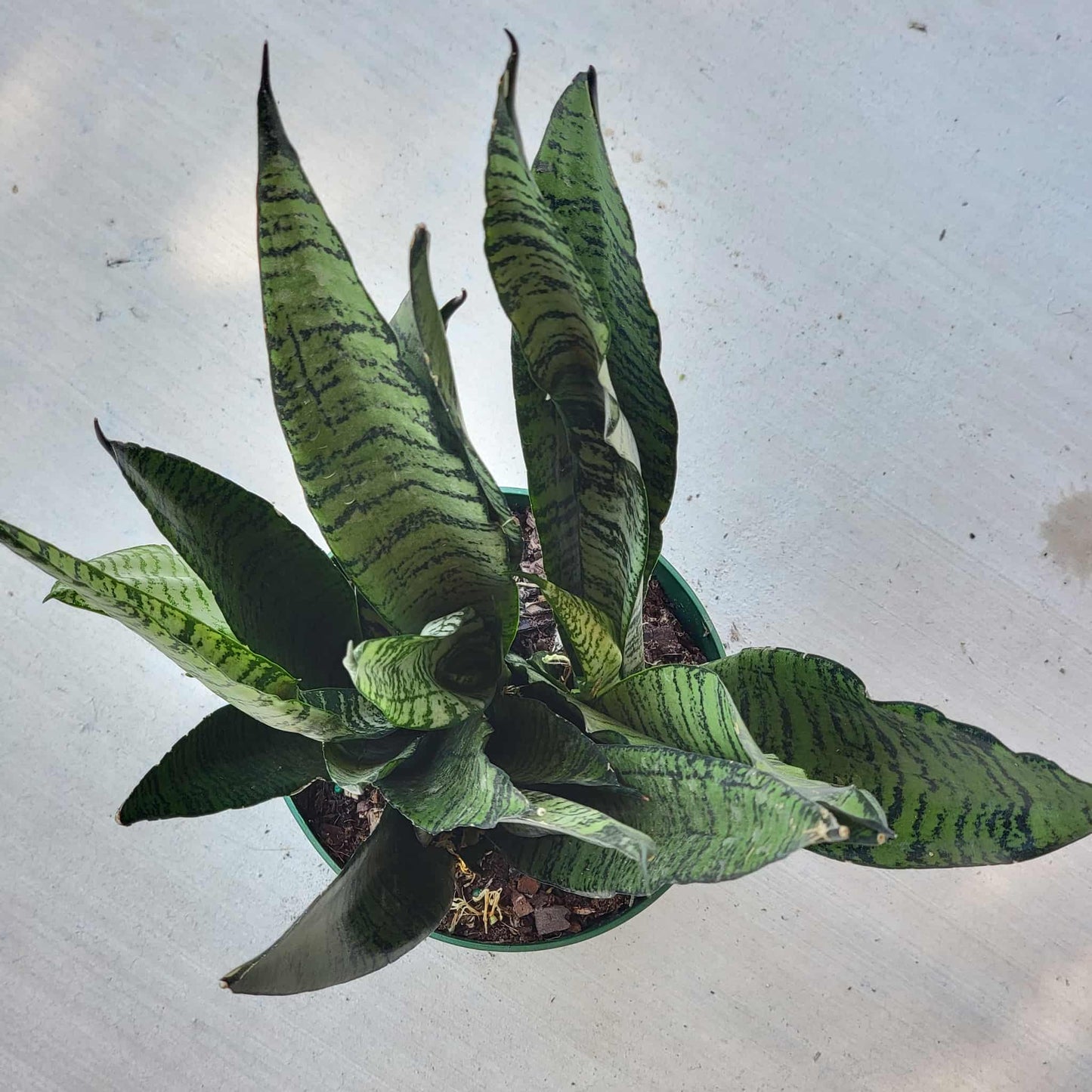 Sansevieria zeylanica 'Ceylon Bowstring Hemp' - 6 Inch Assorted - House Plant - DesertScapeSucculent