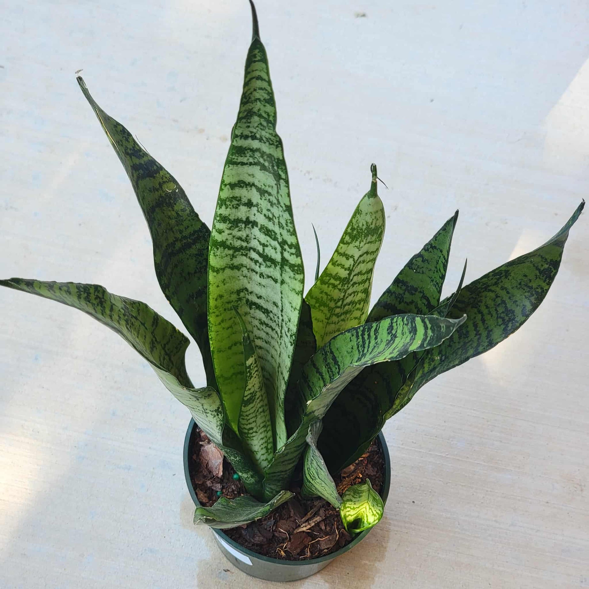 Sansevieria zeylanica 'Ceylon Bowstring Hemp' - 4 Inch Assorted - House Plant - DesertScapeSucculent