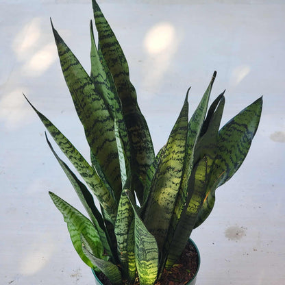 Sansevieria zeylanica 'Ceylon Bowstring Hemp' - 6 Inch Assorted - House Plant - DesertScapeSucculent