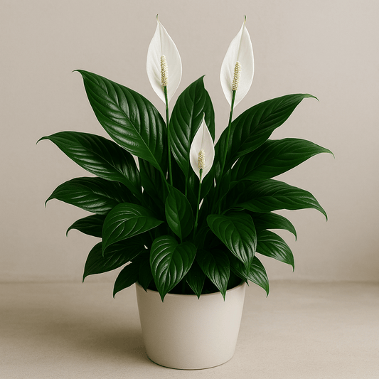 Spathiphyllum ‘Dario’ - 6 Inch Assorted - House Plant - DesertScapeSucculent