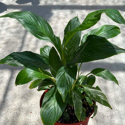 DesertScapeSucculent House Plant 4 Inch Spathiphyllum 'Domino'