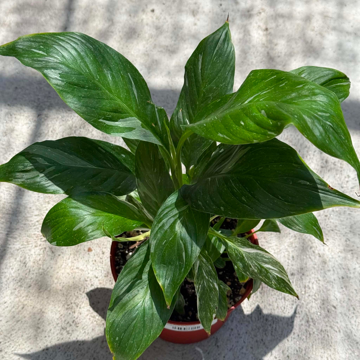 DesertScapeSucculent House Plant 6 Inch Spathiphyllum 'Domino'