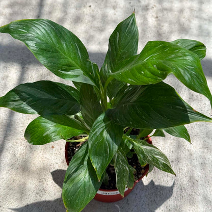 DesertScapeSucculent House Plant 6 Inch Spathiphyllum 'Domino'