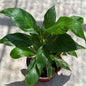 DesertScapeSucculent House Plant 6 Inch Spathiphyllum 'Domino'