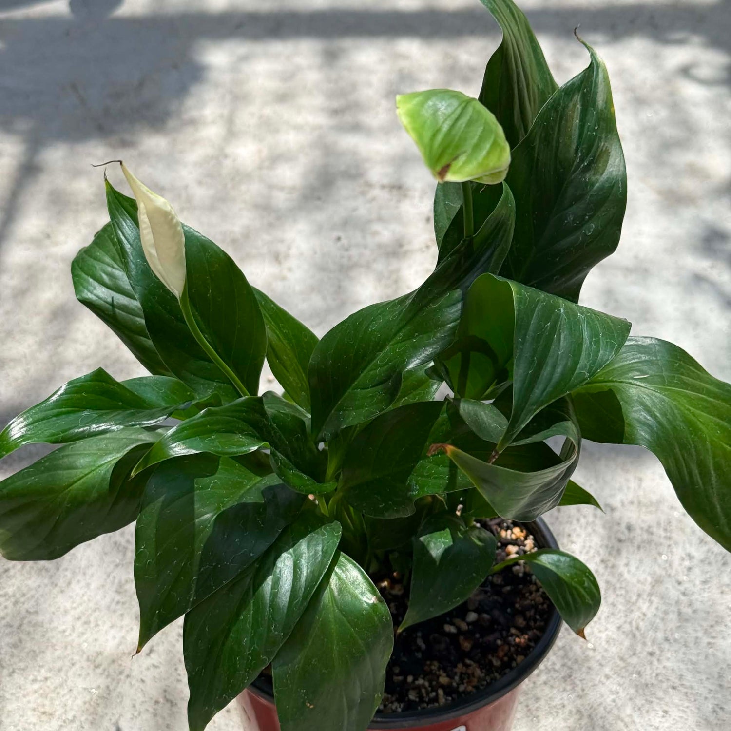 DesertScapeSucculent House Plant 4 Inch Spathiphyllum Green