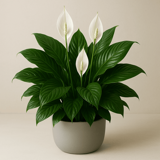 Spathiphyllum Green - 4 Inch Assorted - House Plant - DesertScapeSucculent