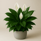 Spathiphyllum Green - 4 Inch Assorted - House Plant - DesertScapeSucculent