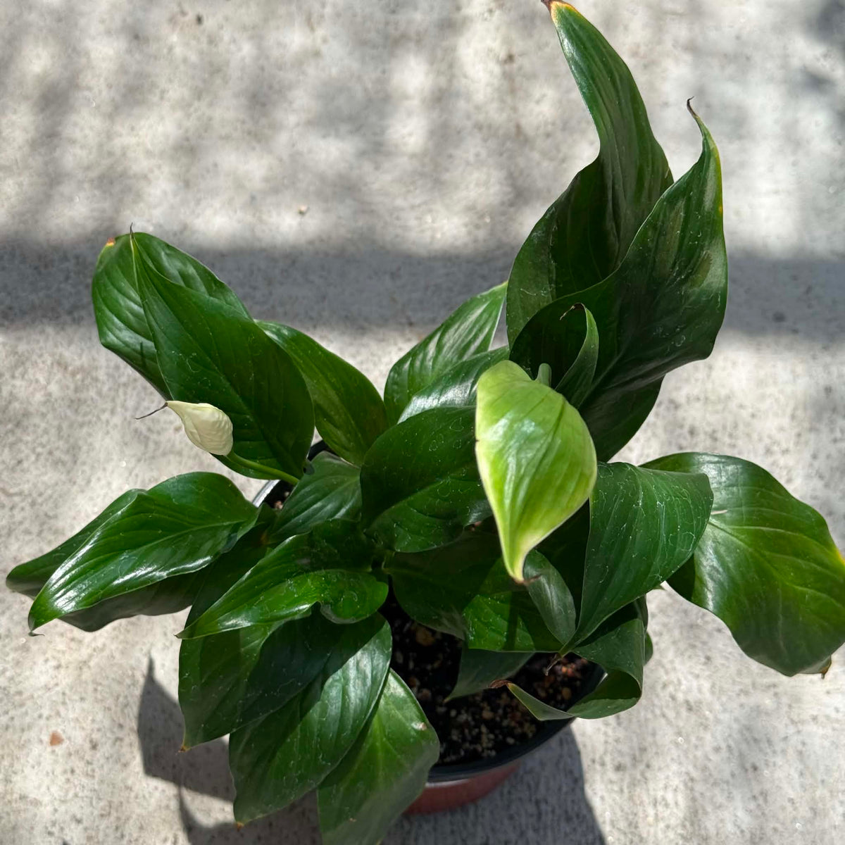 DesertScapeSucculent House Plant 6 Inch Spathiphyllum Green
