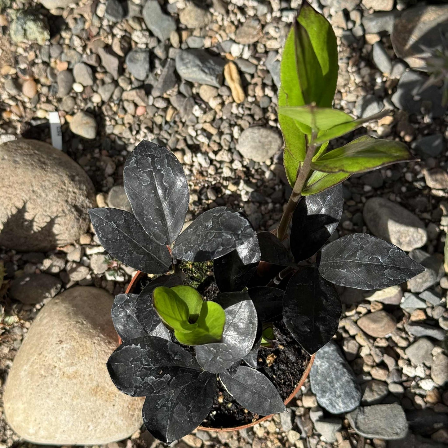 Zamioculcas Zamiifolia 'Black Raven' ZZ Plant - 5 Inch Assorted - House Plant - DesertScapeSucculent