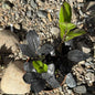 Zamioculcas Zamiifolia 'Black Raven' ZZ Plant - 5 Inch Assorted - House Plant - DesertScapeSucculent